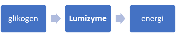 Diagram yang menjelaskan proses pencernaan glikogen pada orang yang menginap Pompe's disease dan diobati dengan Lumizyme