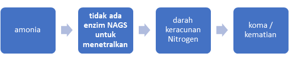 Diagram yang menjelaskan proses pencernaan zat amonia pada orang yang tidak memiliki enzim NAGS