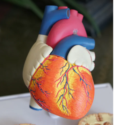 donor darah bisa menurunkan resiko jantung koroner dan stroke