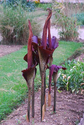 Hasil gambar untuk konjac