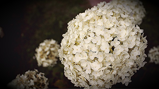 A close up of a white flower

Description automatically generated with low confidence